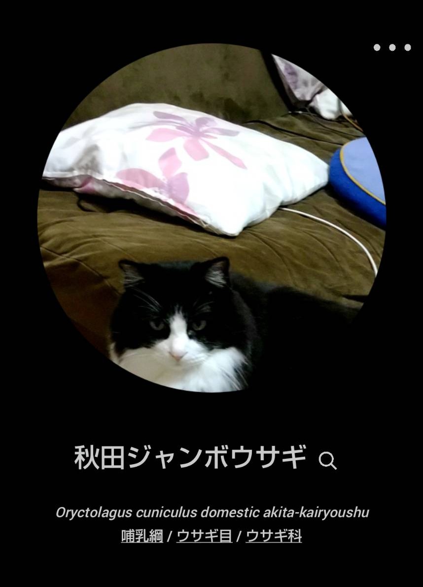 _mori___mori_'s tweet photo. うちの猫の種類ってなんだろう？とアプリを使ったらまさかの結果…

#保護猫 #保護猫と暮らす #ねこのいる暮らし #ねこ #ジャンボな自覚あり #ジャンボ猫 #まさかのウサギ #猫ですらない #実はラガマフィンっぽい #ラガマフィンっぽい #ラガマフィン混ざり #ラガマフィン https://t.co/cYXVIkSAnT