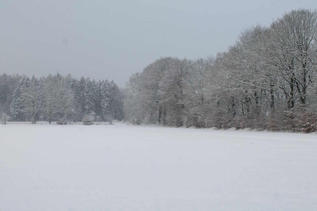 birdie893's tweet photo. Walking in a winterwonderland, pt.8

#nature #winterishere #snowfall #walking #forest #frosty #trees #lake #NaturePhotography #WinterWonderland #frozen #outdoors #snow #naturelovers #winter #schneefall #unterwegs #spaziergang #wald #see #bäume #schnee #natur #winterwald https://t.co/bi5OXH2eyZ