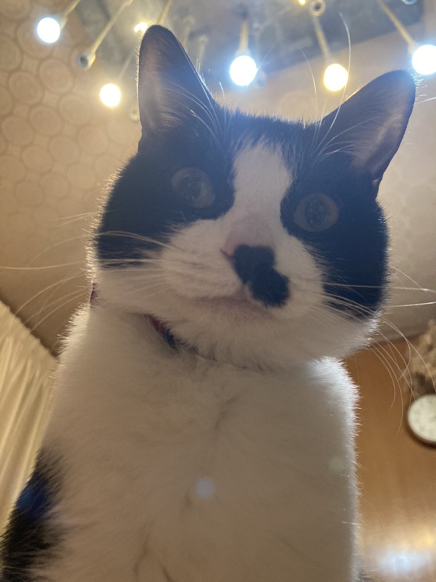 アユミ tweet media