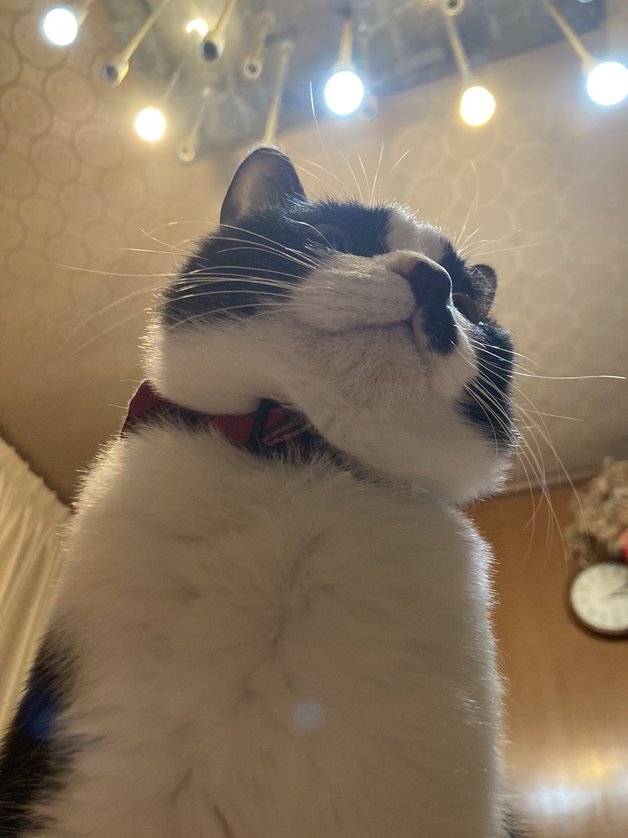 アユミ tweet media