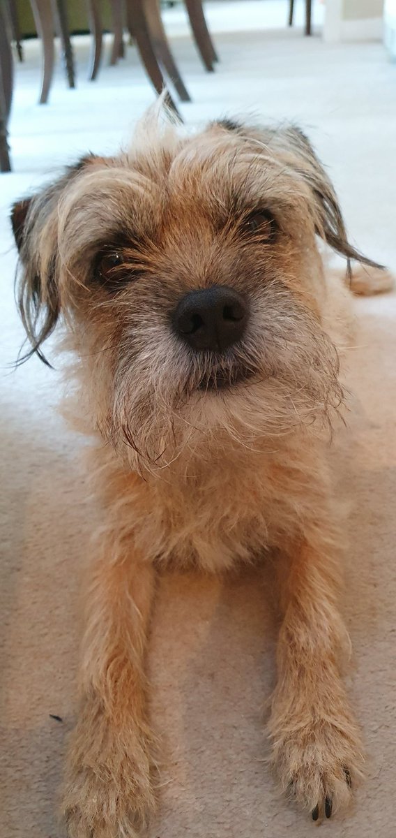 HWicket's tweet image. #BTPosse #BTPNYH #dogsoftwitter  #borderterriers @claptonterrier  I am deeply honoured to have bin awarded a Knighthood. I fank dear palz wot nommienated me and Sir C fer organisin'. I also fank @HaggisBT wifout hoom nun of dis wud be pawsible. Fanks so much palz. *proud eerz* 🏅