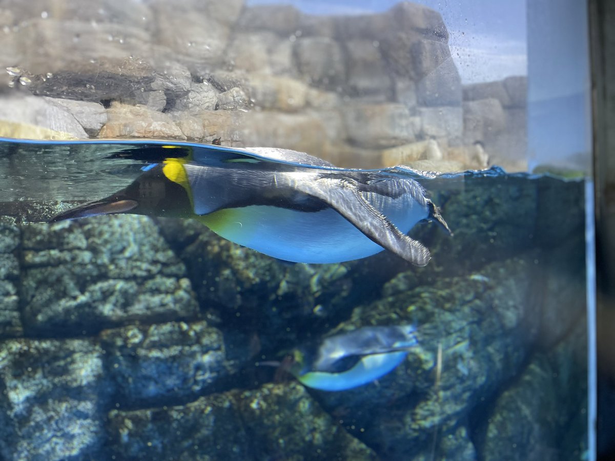 Ranchan240's tweet photo. 八景島シーパラ行ってきたけど、やはりペンギンが一番かわええ💕 https://t.co/n7cpc0NRoZ