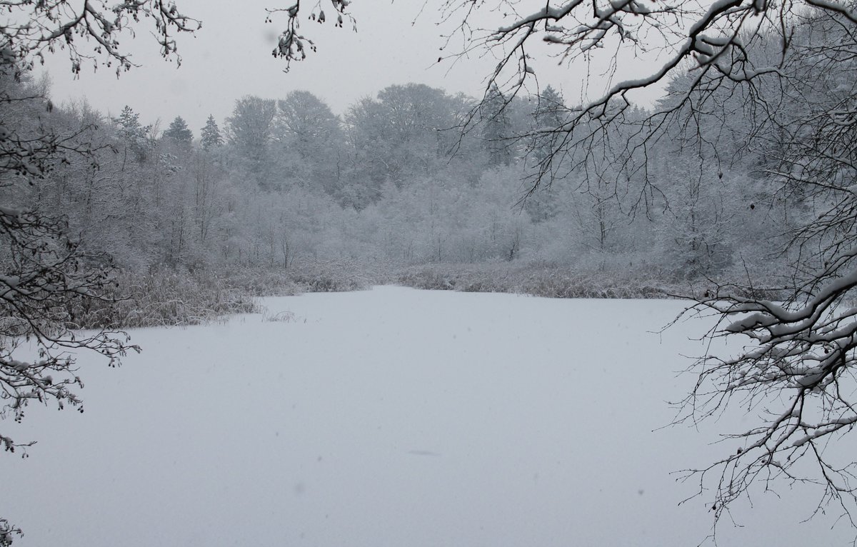 birdie893's tweet photo. Walking in a winterwonderland, pt.8

#nature #winterishere #snowfall #walking #forest #frosty #trees #lake #NaturePhotography #WinterWonderland #frozen #outdoors #snow #naturelovers #winter #schneefall #unterwegs #spaziergang #wald #see #bäume #schnee #natur #winterwald https://t.co/bi5OXH2eyZ