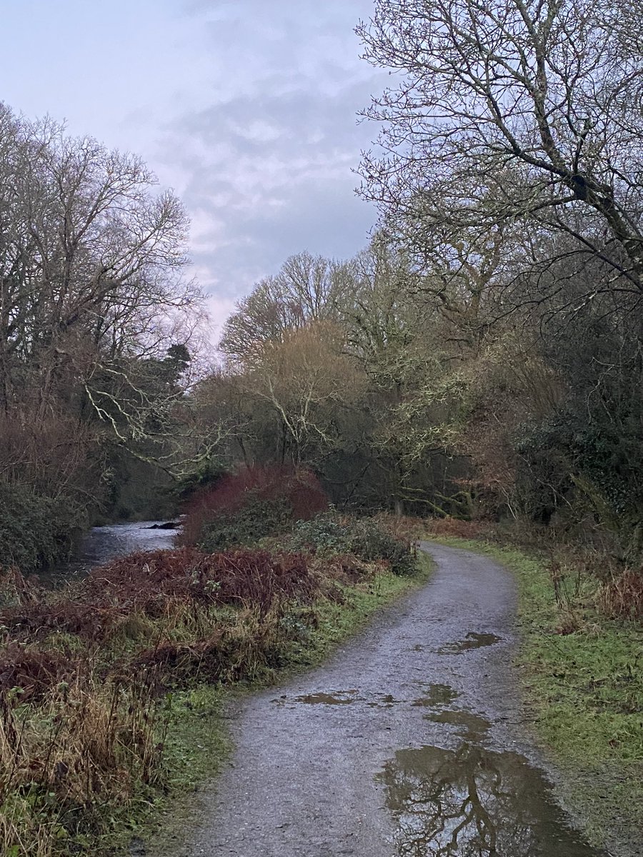 So lucky to live near Tomnafinnoge Woods nr Tinahely Co Wicklow where the River Derry flows through. #woodlands #rivers #wicklow #wintercolours #connect2nature #biodiversity