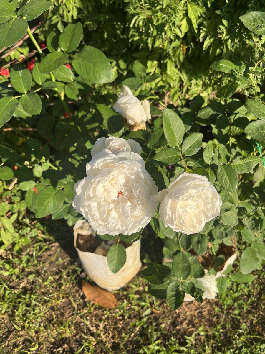 รักพิทงเฮเหมียนหมาตัวนึง🧸🥣✨ tweet media