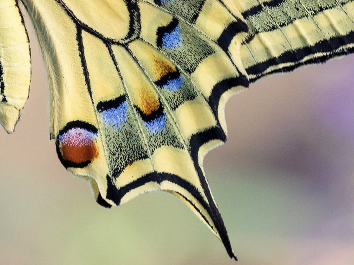 Butterfly wings look like pixel graphics