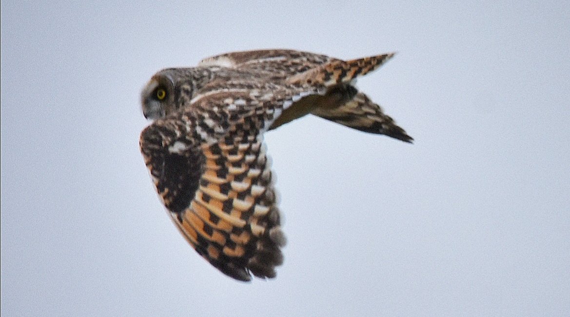 Topbell's tweet photo. Good start to 2023 I managed to get a half-decent shot of the Short-eared owl at RSPB Ouse Fen ๐ฆ
#BirdTwitter #BirdsSeenIn2023 #BirdsOfTwitter #birdphotography
#rspb @Natures_Voice @FascinatingFens @CambsBirdClub @Britnatureguide @Hawkandowluk #NaturePhotography #owls #OuseFen https://t.co/JVOGoLXIHj