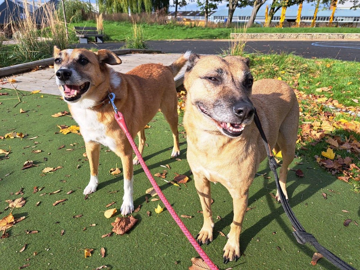 Dogs 4 Rescue (@dogs4rescue) on Twitter photo Nellie & Prince are looking for a new home for the New Year. Their owner Eric Allison who wrote for the <a href="/guardian/">The Guardian</a> passed away in Nov. They were both Romanian street dogs who had been found together and refused to be separated. And Eric's wish was that they be rehomed together Nellie & Prince are looking for a new home for the New Year. Their owner Eric Allison who wrote for the <a href="/guardian/">The Guardian</a> passed away in Nov. They were both Romanian street dogs who had been found together and refused to be separated. And Eric's wish was that they be rehomed together