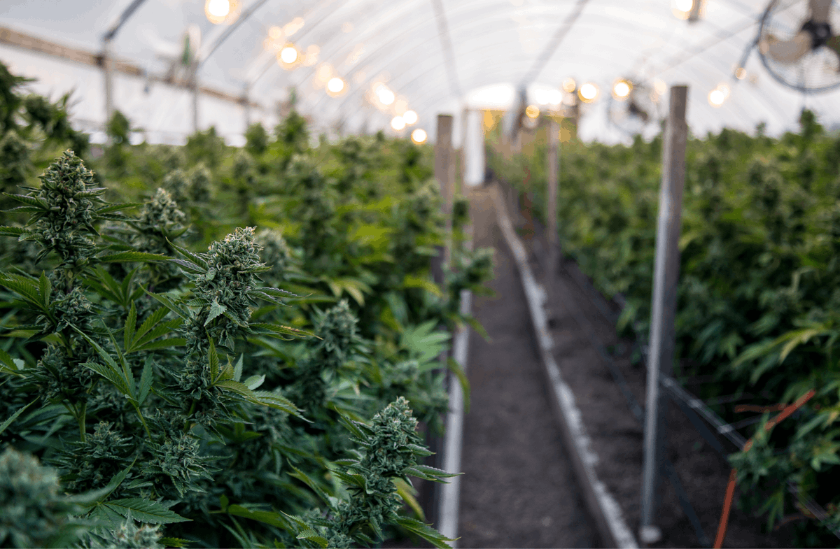 Role Of AI In The #Cannabis Industry

Many sectors have been urged to adopt mechanical and automated processes because of #technology's ongoing improvement to benefit from these new #economies of scale

Read More: bit.ly/3QapcT7

#cannabisbusinessinsights