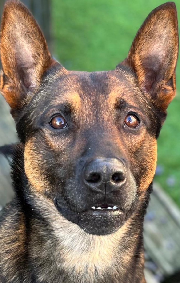 ChNWPoliceDogs's tweet photo. PD Arlo and handler assisted colleagues in @nwpnorthflint after a wanted male ran off from officers. It’s safe to say he gave up very quickly when confronted by PD Arlo #PDArlo #GreenTeam https://t.co/ez2kFyxLZe
