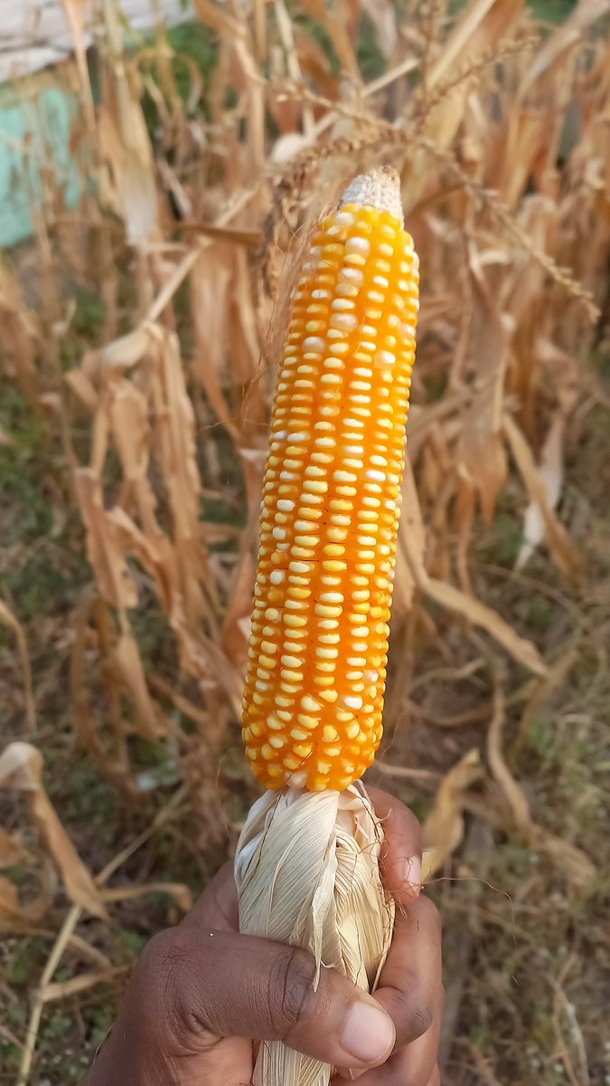 On #Gardening today
I present to you Ghanaian fall colours?

We left our Corn 🌽 to dry on the plant, to grind later. 

Was too busy to harvest fresh ones to cook. 

First try at growing corn, not a bad try for not the best soil. 
The plant struggled a bit, but we'll try again.😊