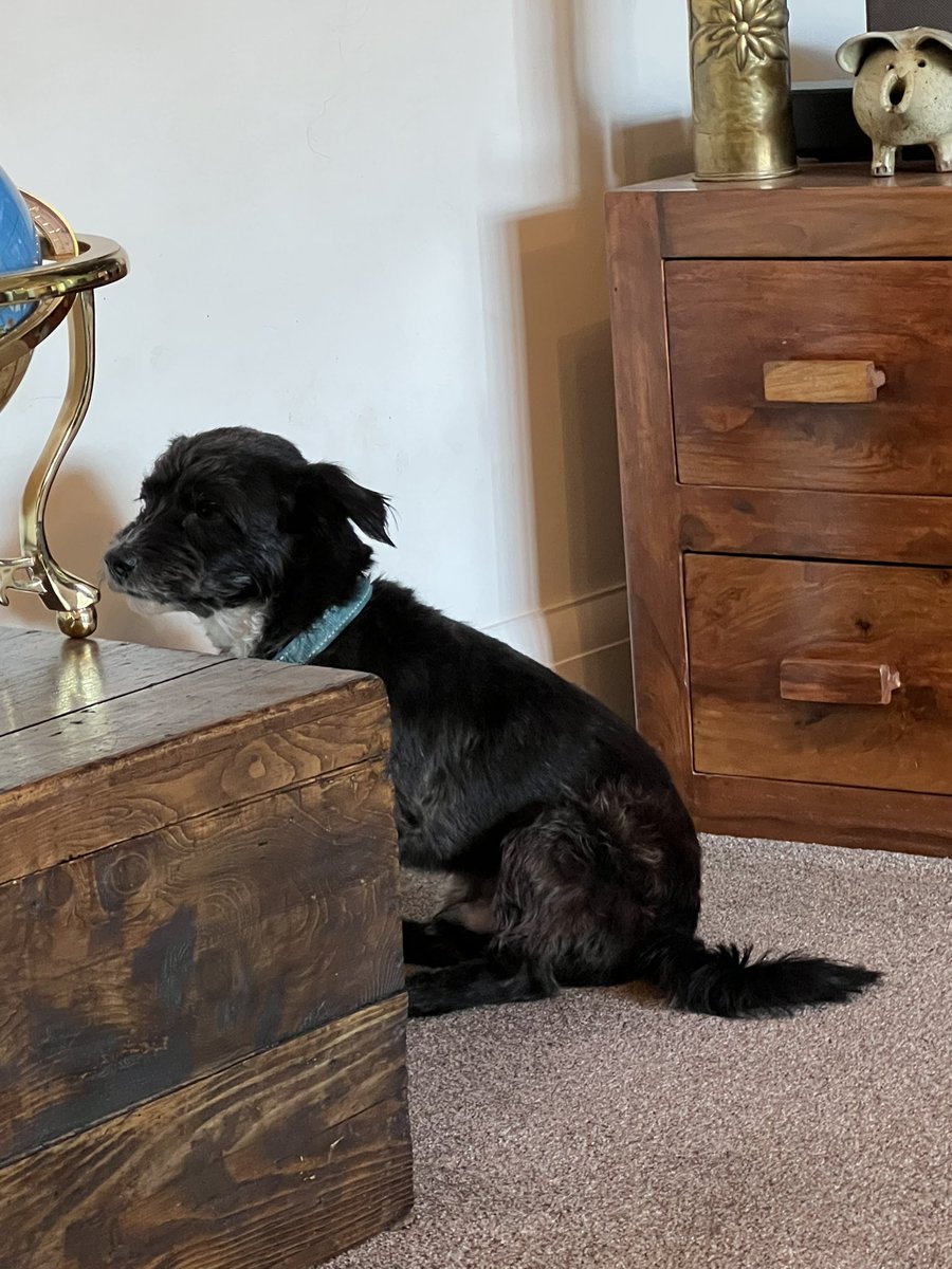 JamieH99's tweet photo. Moved the dogs bed back across the room after Christmas decs came down and he’s sulking https://t.co/fX65e1I3jI