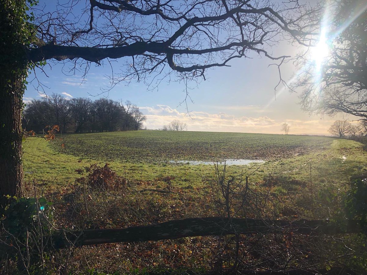 jnanagarbha's tweet photo. Happy New Year (again) from me and my favourite field. #sharpthorne https://t.co/vJvgrgDKBk