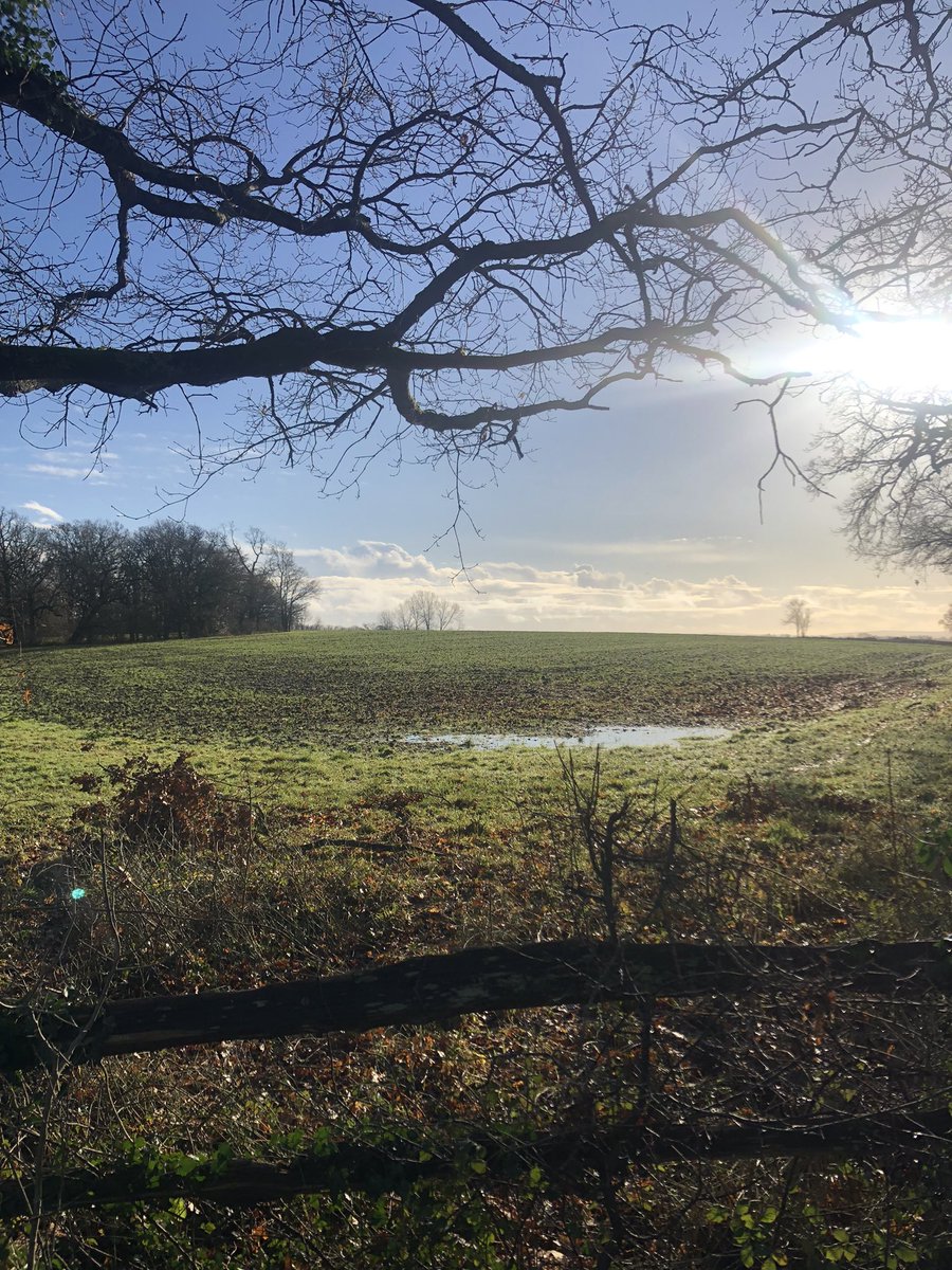 jnanagarbha's tweet photo. Happy New Year (again) from me and my favourite field. #sharpthorne https://t.co/vJvgrgDKBk