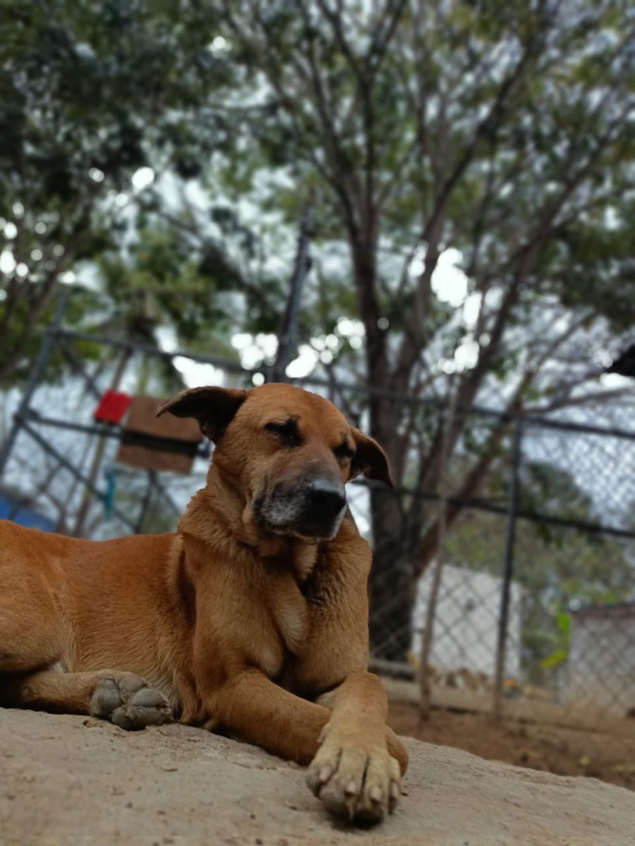 Top 62+ Animal welfare in tirunelveli Top 62+ Animal welfare in tirunelveli