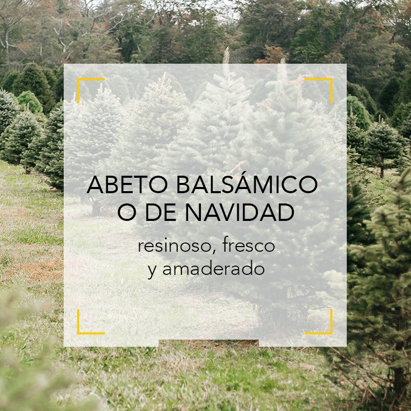 AcademiaPerfume's tweet photo. El abeto balsámico, #Abiesbalsamea o #abetodeNavidad es un árbol de la familia de las pináceas, originario de Estados Unidos y Canadá. 
Este ingrediente es una nota de fondo que aporta un olor resinoso, #amaderado, #fresco y balsámico que recuerda al de los bosques de #coníferas. https://t.co/9x6MyLvggn