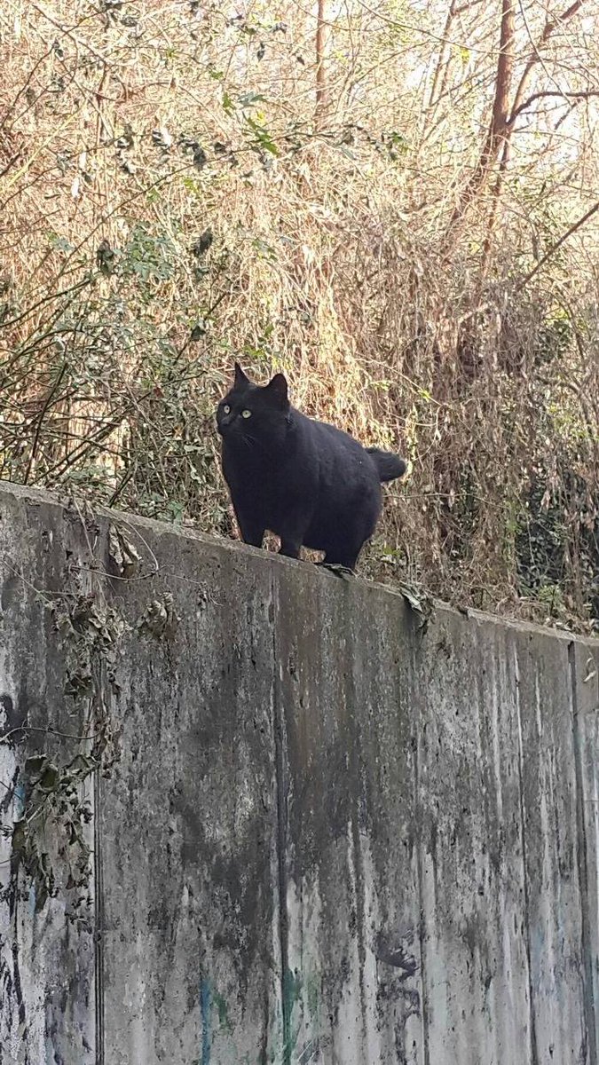 Take_Meow_Hand's tweet photo. https://t.co/UeZpRQUNzB
