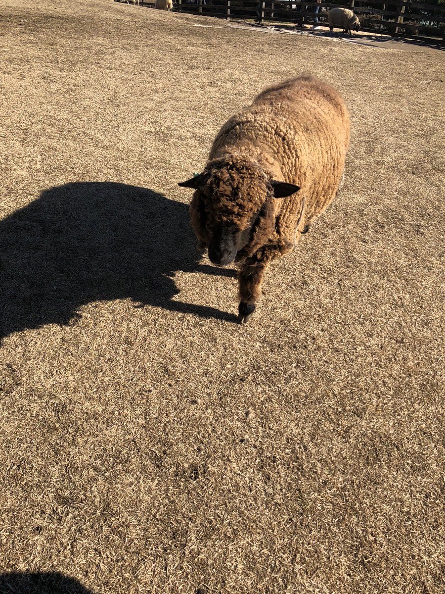 Gacci@Amiliyah🍙 tweet media