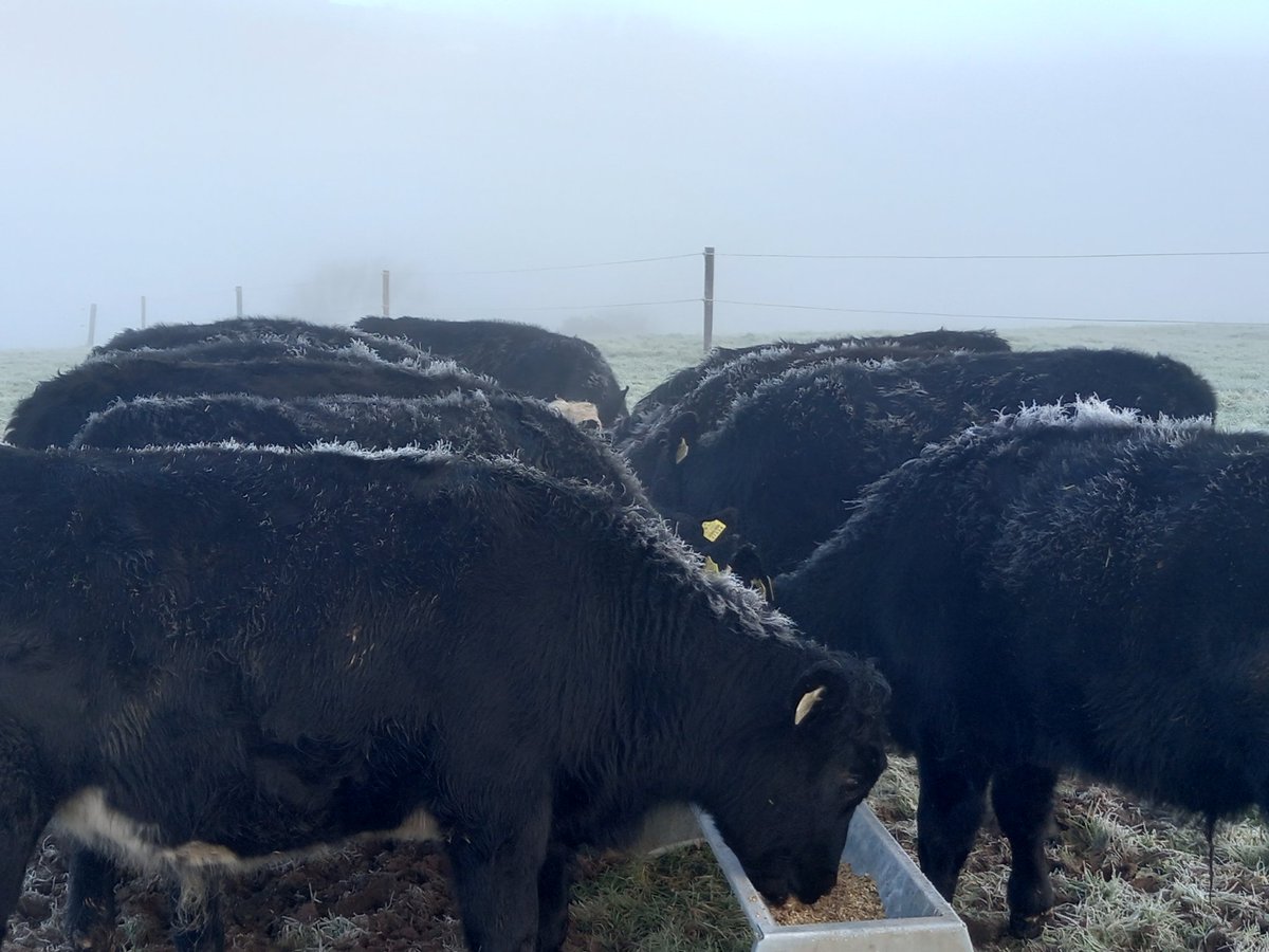 ❄️Up for breakfast🍽❄️
Even on the frosty mornings we love outwintering now #healthyhappycattle <a href="/farmersjournal/">Irish Farmers Journal</a> 
Wishing all who we know a happy and healthy 2023