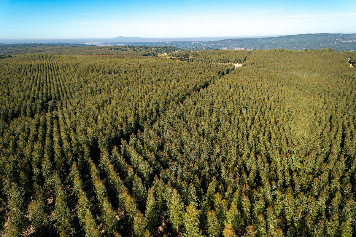 A fábrica de fibras sustentáveis que o Grupo Altri poderá vir a desenvolver em Palas de Rei (Lugo) mereceu o reconhecimento por parte da Junta da Galiza que decidiu atribuir-lhe a classificação de “Projeto Industrial Estratégico”. altri.pt/pt/noticias/no…