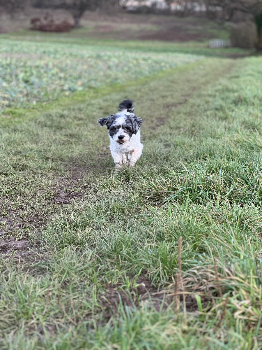 Suzy233's tweet photo. New year days dog walks are the best ❤️ https://t.co/RmDxUNGKBO
