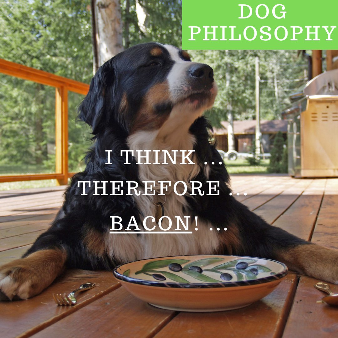 DogGoodies's tweet photo. Dog Philosophy. I think, and therefore ... BACON ! #dogs #dogsofinstagram #dogphilosophy #dogphilosopher #dogchild #dogchildren https://t.co/sOYHcACekj