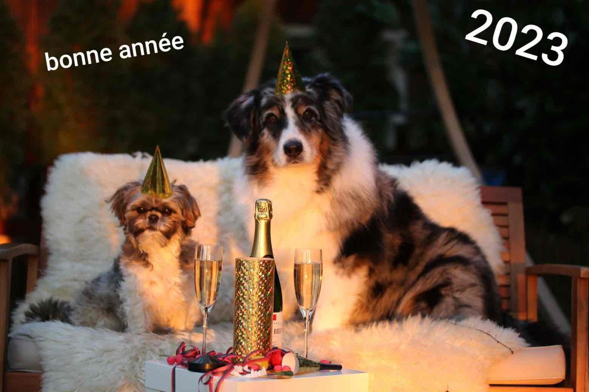 DogSaloon's tweet photo. 🐾 L'équipe Dog Saloon vous souhaite une très belle année 2023 accompagnés de vos compagnons à 4 pattes bien évidemment ! 🐾 https://t.co/pKUzivSzVz