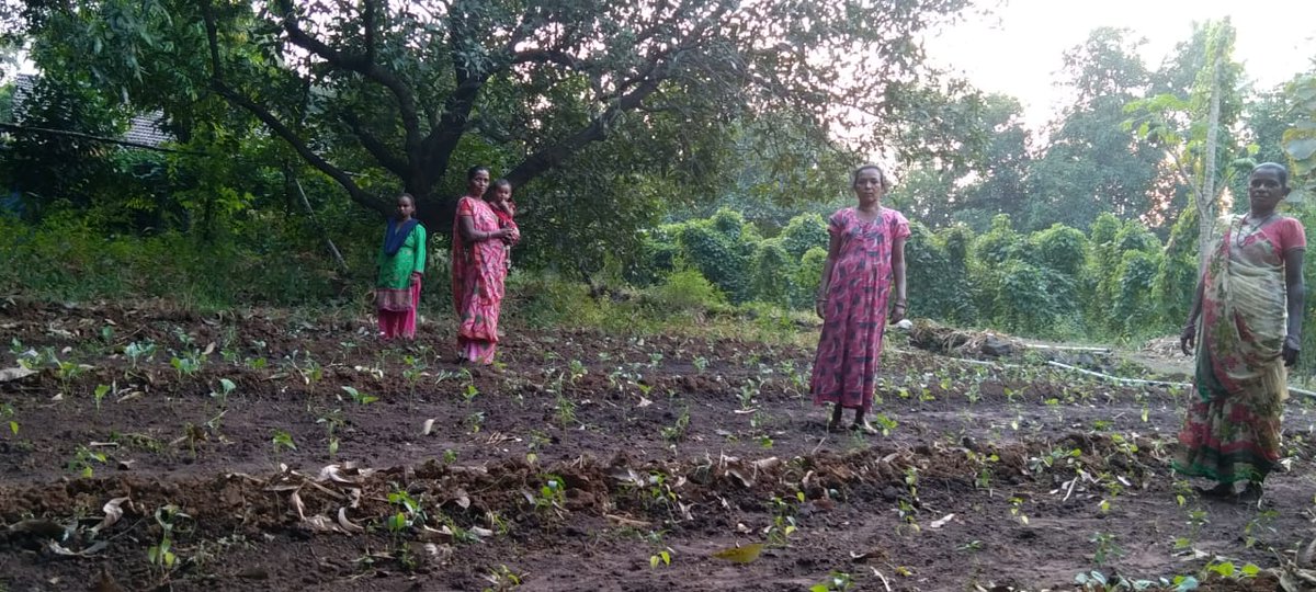 ActionAidIndia's tweet photo. Here are some glimpses of women from tribal communities in Navsari district of Gujarat standing proudly in their kitchen garden and with their produce. We are pleased to support and train these women to set up and maintain kitchen gardens. #ActWithHer #LivelihoodMatters https://t.co/NSpPj7xg7b