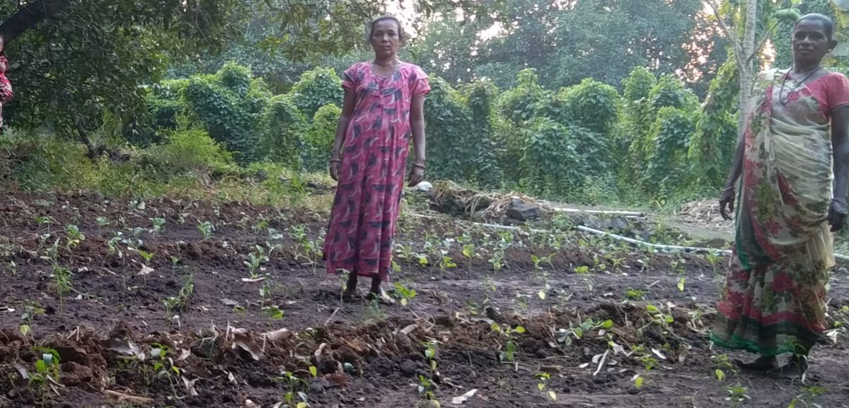 ActionAidIndia's tweet photo. Here are some glimpses of women from tribal communities in Navsari district of Gujarat standing proudly in their kitchen garden and with their produce. We are pleased to support and train these women to set up and maintain kitchen gardens. #ActWithHer #LivelihoodMatters https://t.co/NSpPj7xg7b