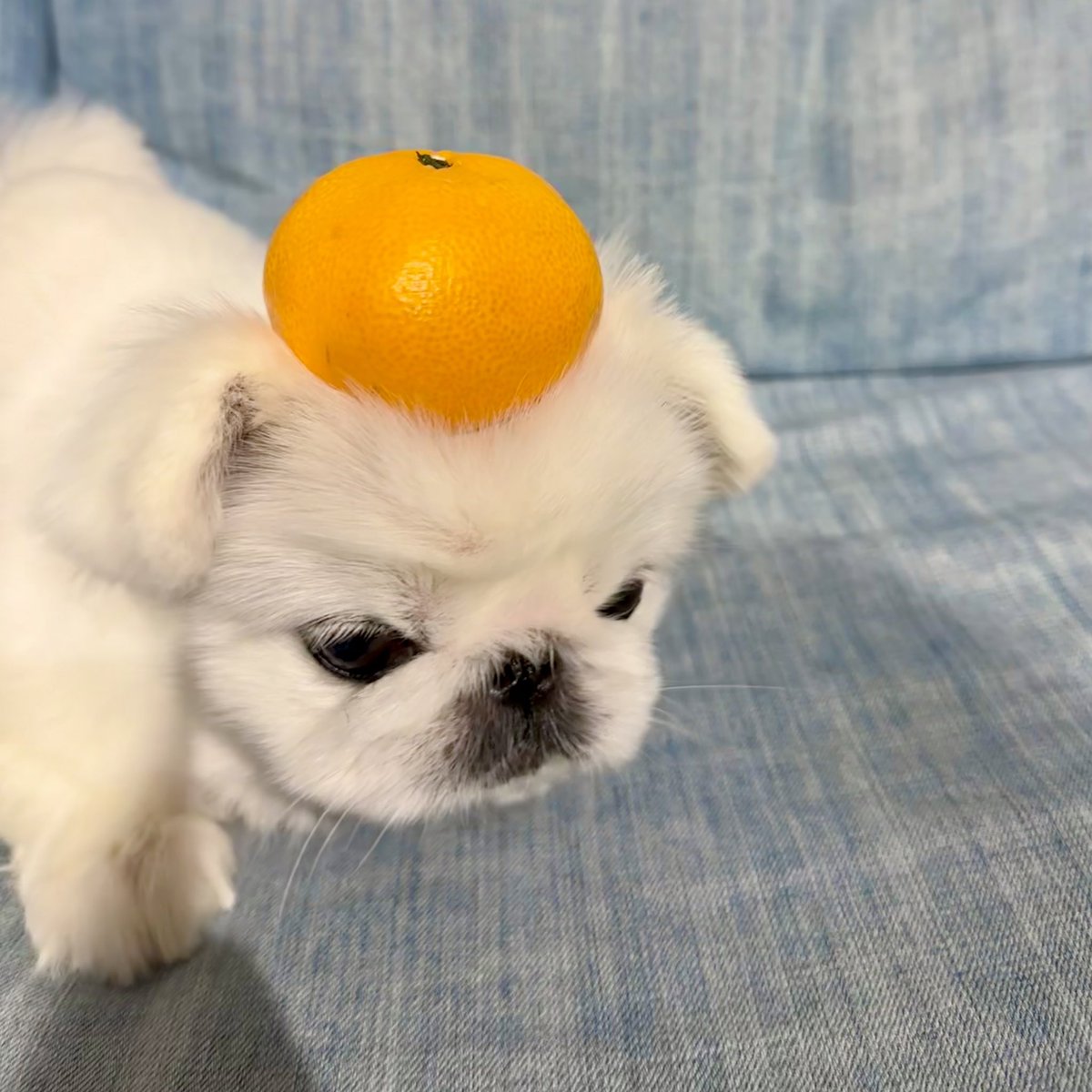 toufukun_pe's tweet photo. 鏡餅役のとうふさん大活躍です🍊
この役を演じたわんこたちも多いのではないでしょうか🐻‍❄️🍊

#鏡餅 #2023年 #明けましておめでとうございます
#とうふくん #ペキニーズ #dog #犬 #pekingese #페키니즈 https://t.co/CjdgpLk5Me