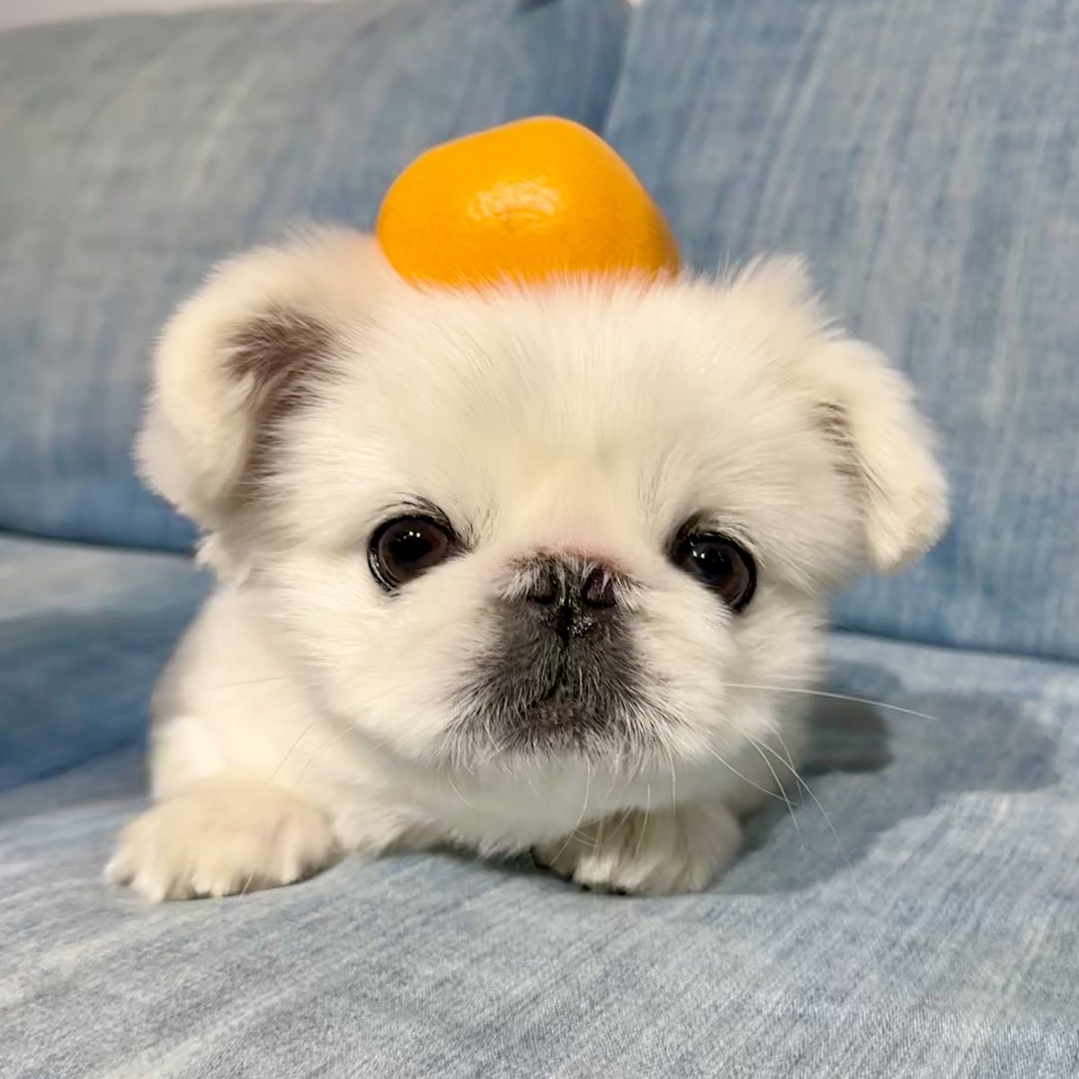 toufukun_pe's tweet photo. 鏡餅役のとうふさん大活躍です🍊
この役を演じたわんこたちも多いのではないでしょうか🐻‍❄️🍊

#鏡餅 #2023年 #明けましておめでとうございます
#とうふくん #ペキニーズ #dog #犬 #pekingese #페키니즈 https://t.co/CjdgpLk5Me