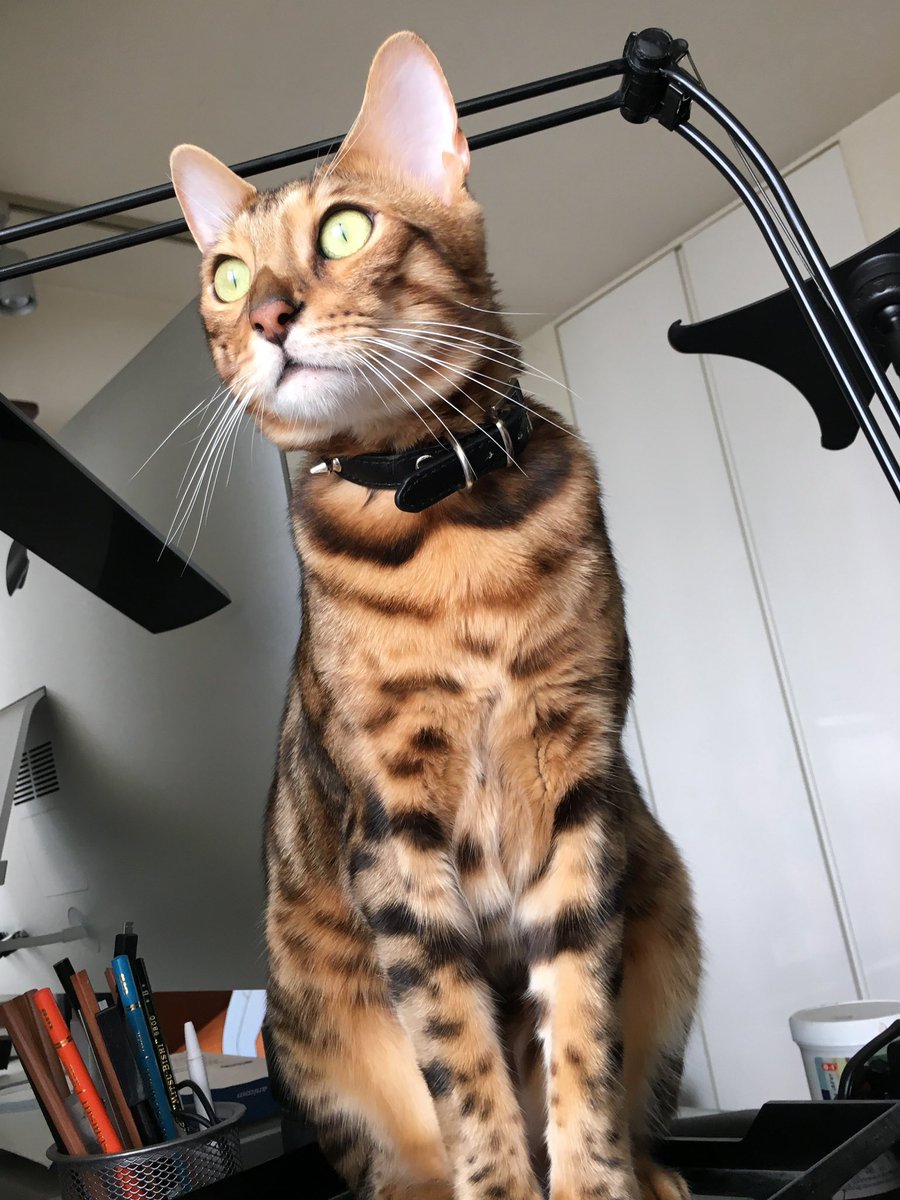 CatSytry's tweet image. もう8年になるのか・・・

Twitterに登録した日を覚えていますか？#MyTwitterAnniversary