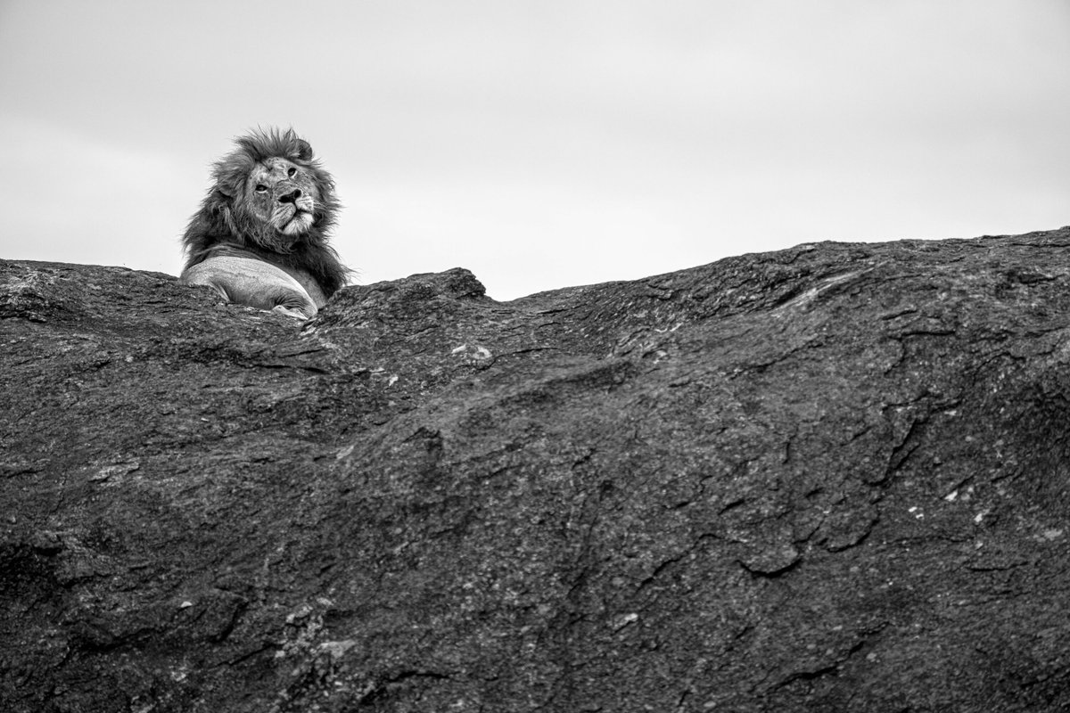 CameraShutterUp's tweet photo. #MasaiMara https://t.co/SsIE7EA8xq
