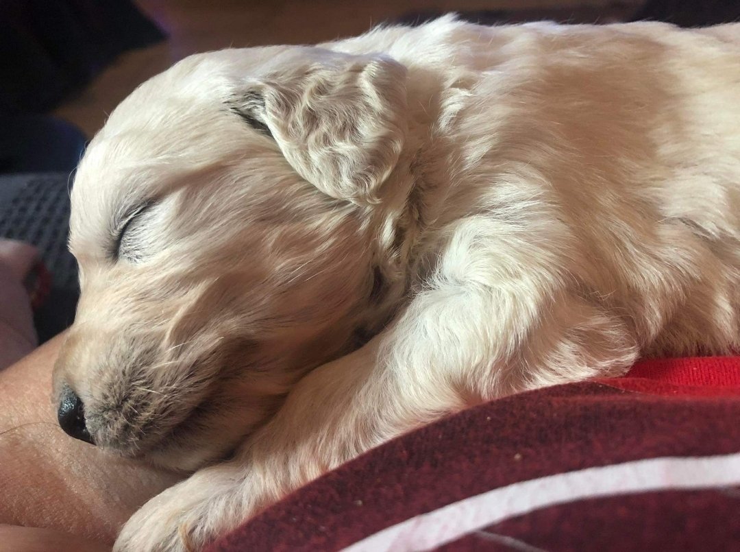 mycaninecompani's tweet photo. Anyone else got that after Christmas feeling?
#autism #autismservicedog #teammcc #assistancedog #goldendoodle https://t.co/GGMaC6PveJ