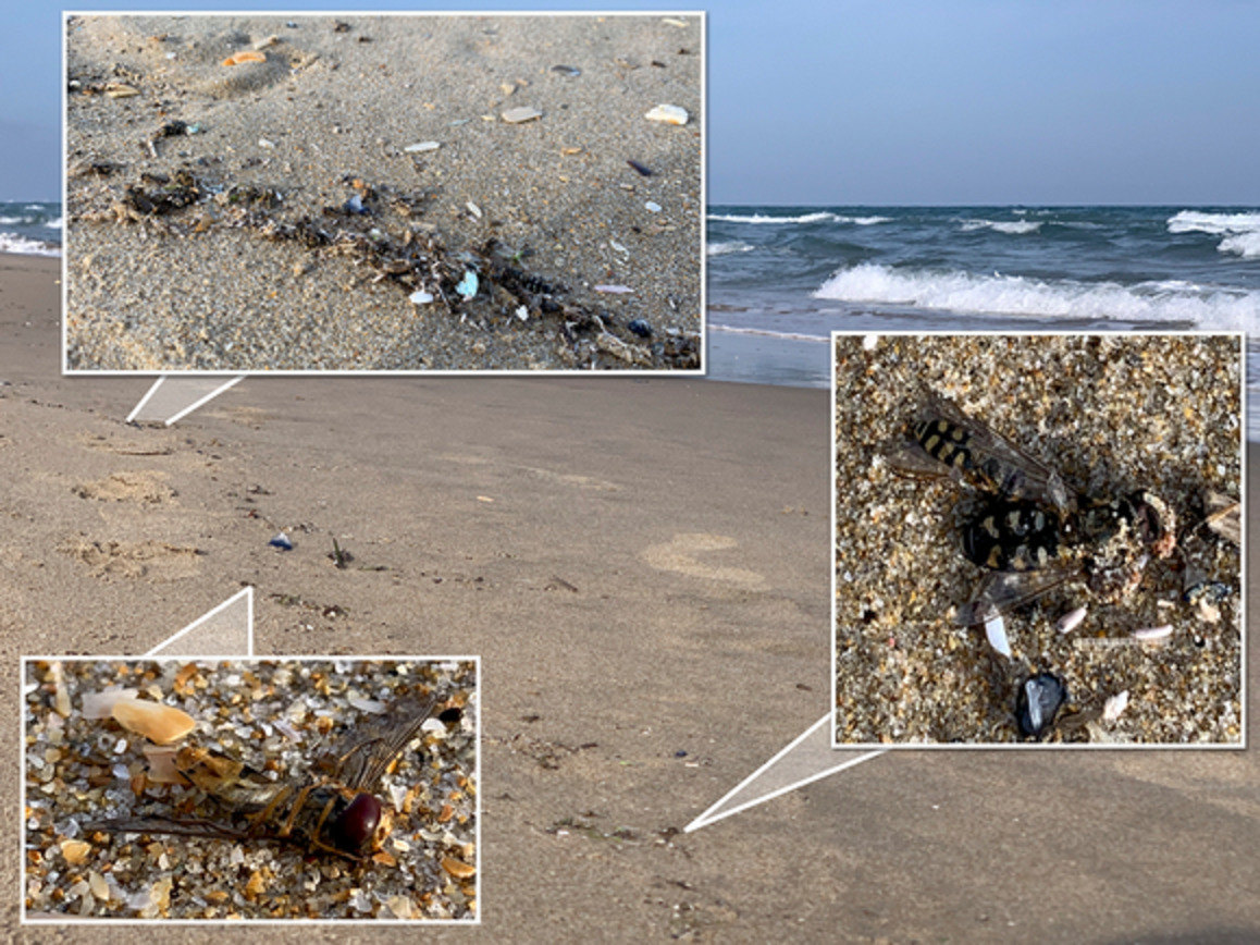 InsectDiversity's tweet photo. Tens of thousands of migrating #hoverflies found #dead on a #strandline in the South of #France

https://t.co/XuihEoCoLq

#Episyrphus #balteatus #Eupeodes #corollae #insect #migration #Mediterranean #mortality #spring #Syrphidae https://t.co/PFzpi4nzto