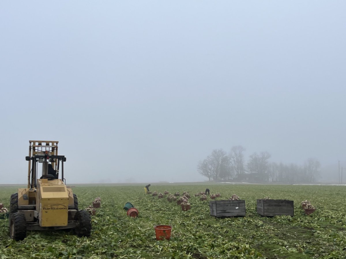 First day of #harvest2023. Harvesting turnips on this foggy day in Michigan.