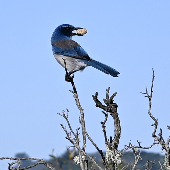 Brian Chu tweet media