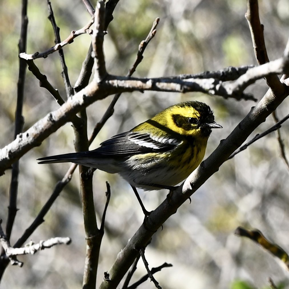 Brian Chu tweet media