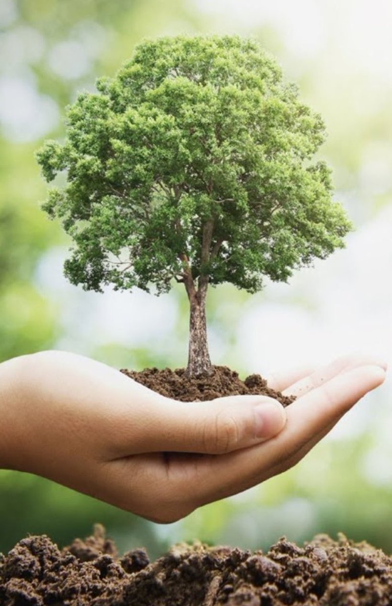 I’ve got about 4,000 native trees arriving this week for local farmers as part of my #LAWPROFund @WatersProgramme funded riparian tree planting project if any local farmers would like 100 (or more!) free native trees, have many left over! Please get in touch 🌳