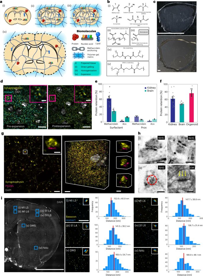 Magnify is a universal molecular anchoring strategy for expansion microscopy go.nature.com/3Iesy5L