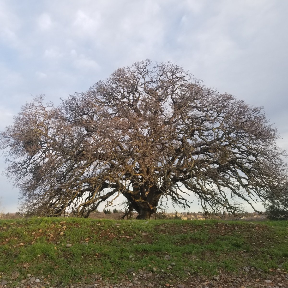 Becca_Californi's tweet image. Took some phone shots. It was a pretty morning for a long walk. Got to get those miles in. Did 3 miles!
#NorthernCal
