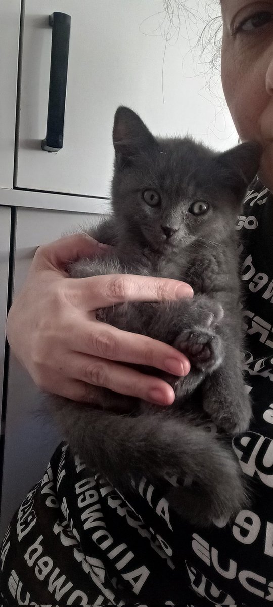 Kediler nankör tilkiler kurnaz yılan 🐍 sinsi oda bir şey mi insanoglunda hepsi mevcut