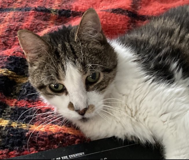 DeeMeow3's tweet photo. 😭 SteveDave is gone 🌈🌉 The best cat ever. So gentle n sweet n smart. My world will never b the same 💔😿 https://t.co/uuVHiIsoDx