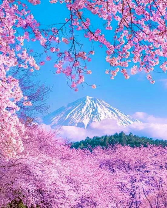 batting_love's tweet photo. 桜(Cherry)🌺🌺🌺🌱💧 https://t.co/LYfrv85q9B