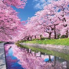 桜(Cherry)🌺🌺🌺🌱💧