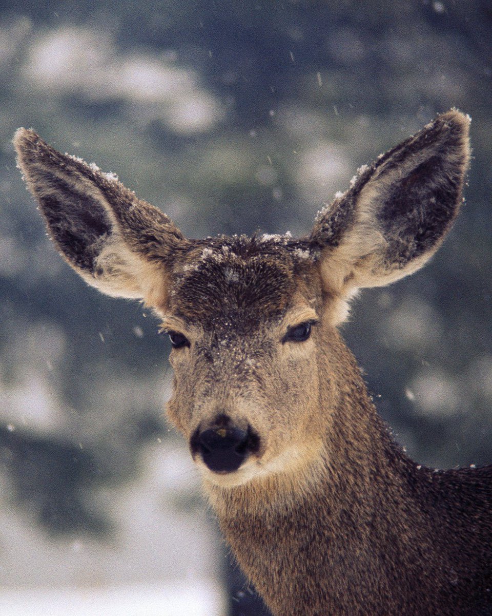 There's something truly magical about seeing these majestic animals in the ...