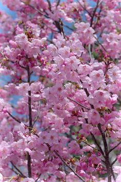 最愛の友(Best friends)🐶🦮🌺🌺🌺