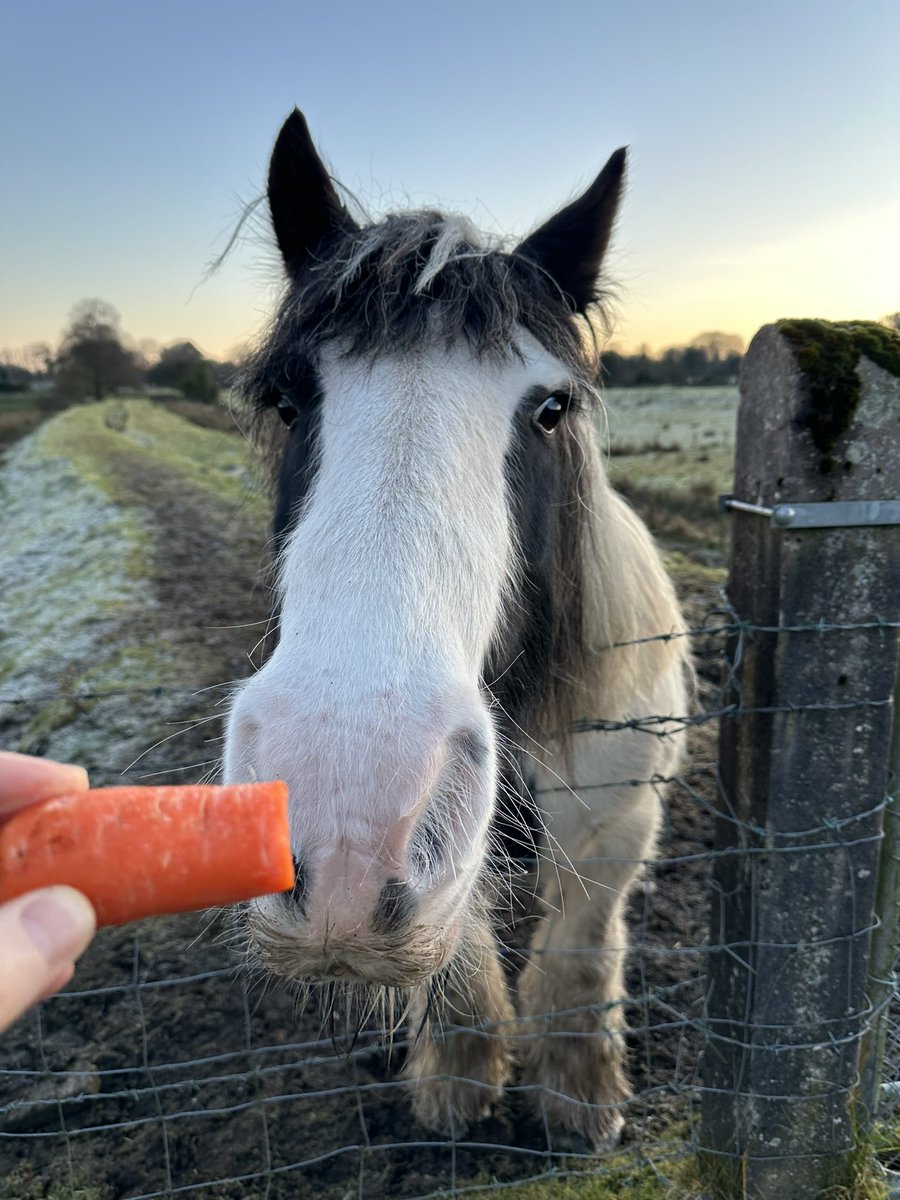 dfodoherty tweet media