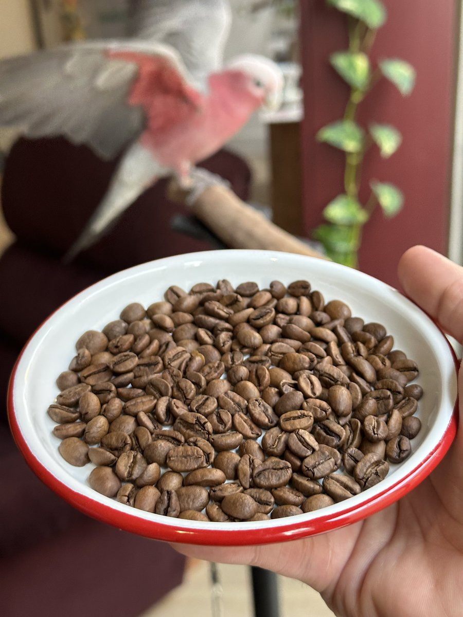 الكل يريد القهوة 🤩

🦜 ☕️