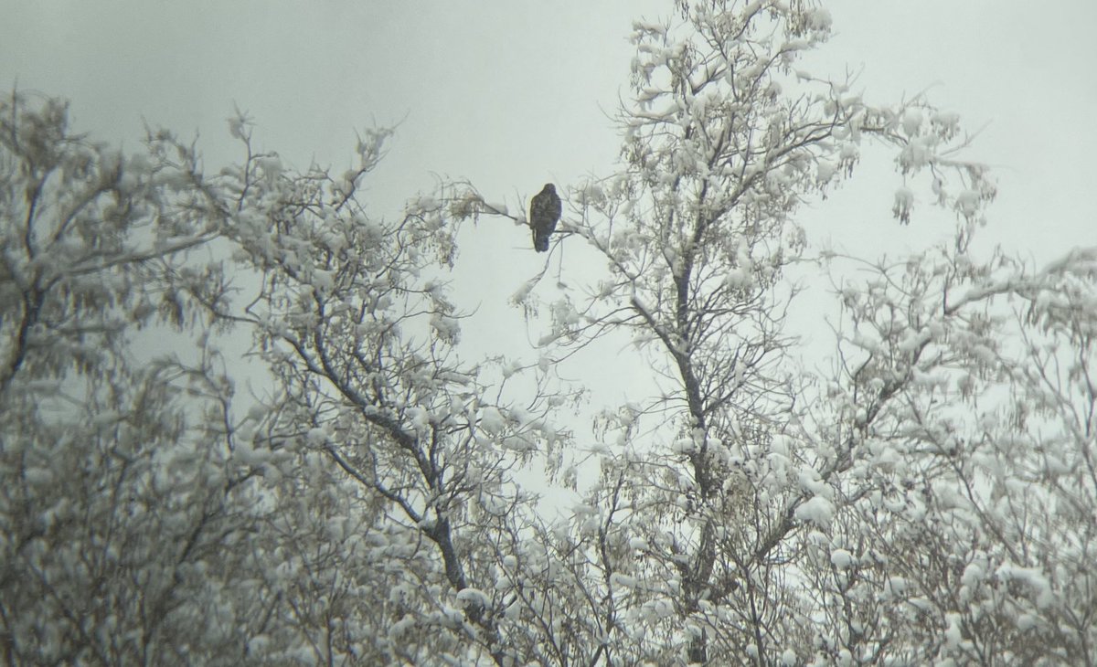 Terrible photo, but I had to document my first bird of the year! Rough Legged Hawk I was able to identify thanks to <a href="/MerlinBirdID/">Merlin Bird ID</a> and their call feature. I had no expectation of seeing a bird yesterday with the snow. What a gift to spot this beauty from my back door. #fboty
